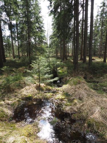 a forest with a stream in the middle of it at Penzion Na Lukách in Horní Slavkov