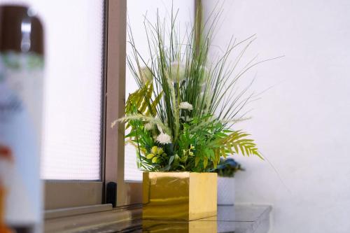 a potted plant sitting on a table next to a window at Hébergement lux dakhla in Dakhla