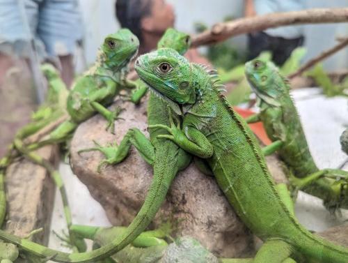 a group of greenizards sitting on a rock at Vacation Home in San Ignacio, Belize - Sleeps 10 in San Ignacio
