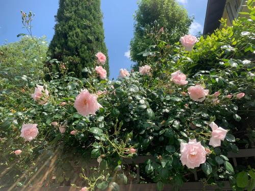 a bush of pink roses in front of a building at La tua casa con giardino a 2 passi dal centro in Modena