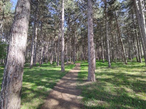 a path in a forest with trees and grass at Apartman Kaoma in Soko Banja