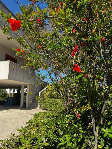 a tree with red flowers in front of a building at WalMarhouse in Taranto