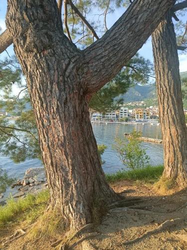 two trees sitting next to a body of water at Tondo in Tivat