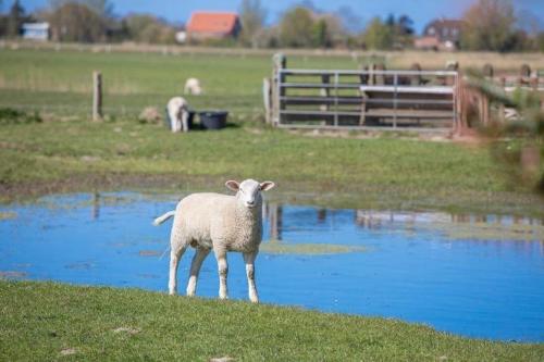 a sheep standing on top of a field with water at Fewo-Inselblick in Nordstrand