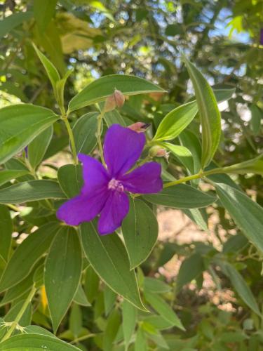 a purple flower on a plant with green leaves at Ponci’s Gate to Gaia Holistic Center in Bocas del Toro