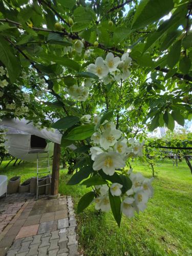 a tree with white flowers in a yard at terrebioSatellite in Visnadello