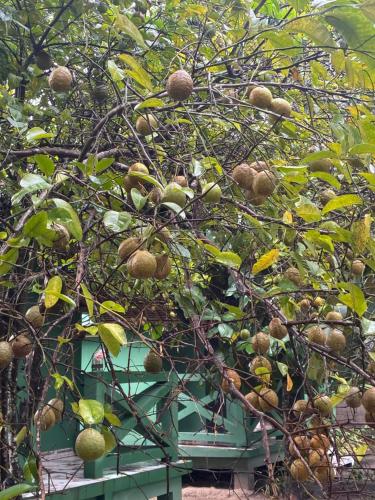 a tree with lots of fruit growing on it at Le Jardin Arhumatic Sambava in Sambava