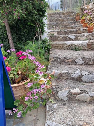 Zahrada ubytování Camelia studios Skiathos Town