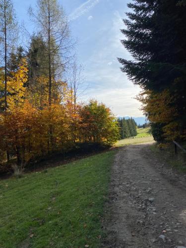 a dirt road with trees on the side of a field at Apartament w górach Gorce in Nowy Targ