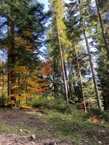 a group of trees in a forest with fall foliage at Apartament w górach Gorce in Nowy Targ