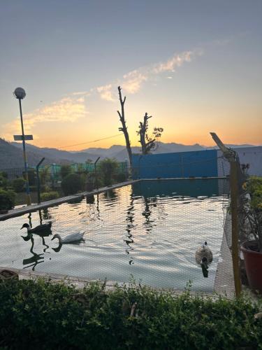 a group of ducks swimming in a pool of water at The Bayleaf Cafe and Shivalik Homestay in Nainital