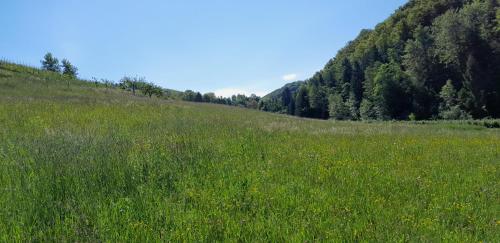 a field of green grass with mountains in the background at Ferienhaus Muster Dominkusch II in Leutschach