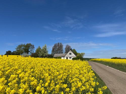 a house in the middle of a field of yellow flowers at Sydkustens at Pillehill in Skivarp