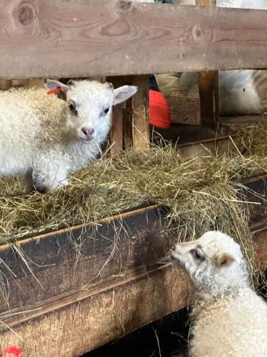 two sheep are sitting in hay in a pen at Selið Farm Stay - Guesthouse in Álftanes