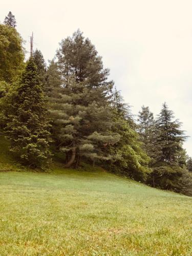 a green field with trees in the background at Green Manal Hotel in Abbottābād