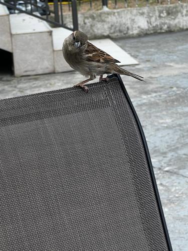 a small bird sitting on top of a chair at NEWBORN Hostel Budva in Budva