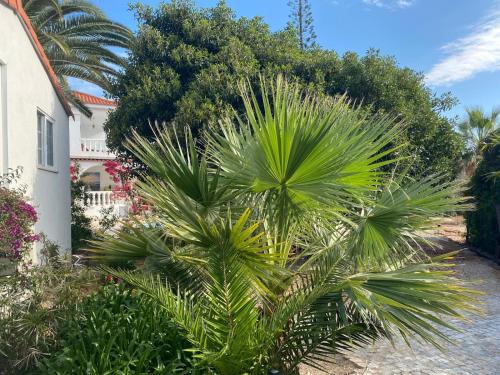 Gallery image of Studio de la Casa Paraiso avec, en plus, une terrasse privative extérieure semi couverte équipée d'un salon d'un coin repas d'une kitchenette, la grande piscine et les jardins sont partagés, à proximité des plages de FUSETA et de la RIA FORMOSA in Moncarapacho