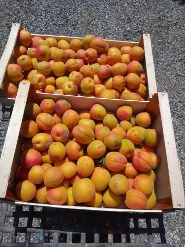 two boxes of apples and oranges on a street at Agriturismo U muinettu in La Spezia