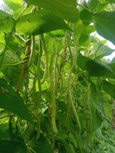 a bunch of green beans growing on a plant at Agriturismo U muinettu in La Spezia
