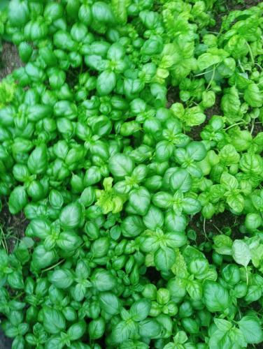 a bunch of green flowers in the grass at Agriturismo U muinettu in La Spezia