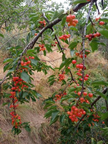 a bunch of red berries on a tree at Agriturismo U muinettu in La Spezia