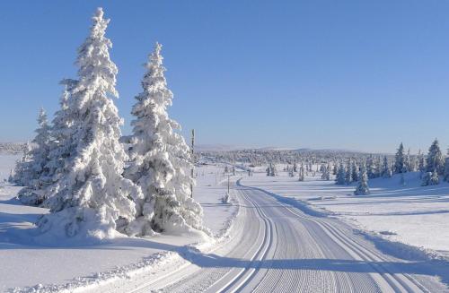 a snow covered road with snow covered trees in a field at Modern mountain cabin Ski in-out 2 Bathrooms in Ringsaker