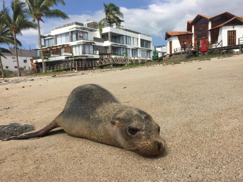 a seal laying in the sand on a beach at Golden Bay Galapagos in Puerto Baquerizo Moreno