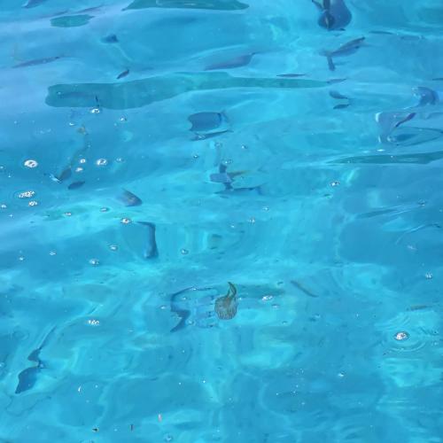 a duck in the water with a group of fishes at Hotel Pranos Turismo Rurale Cala Gonone in Cala Gonone