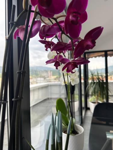 a bunch of purple flowers in a window at My Sky Përmet in Përmet