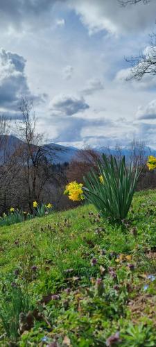 un champ avec des fleurs jaunes dans l'herbe dans l'établissement Gîte de montagne, à Boussenac