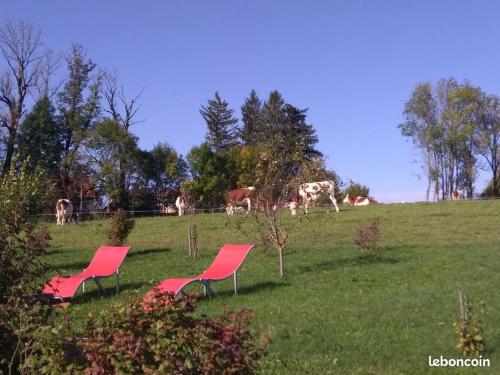 deux chaises roses dans un champ avec des vaches en arrière-plan dans l'établissement Gite 2-3 personnes Arçon proche Pontarlier, à Arçon