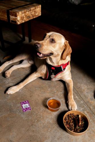 a dog laying on the floor next to a bowl of food at Moxy London Heathrow Airport in Hounslow