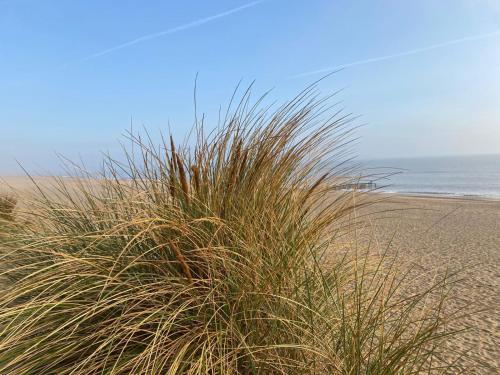 a patch of tall grass on a sandy beach at Happydaze Caravan in Bacton