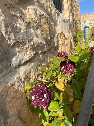 a flower pot on a stone wall at Hartna zaman in Taiyiba