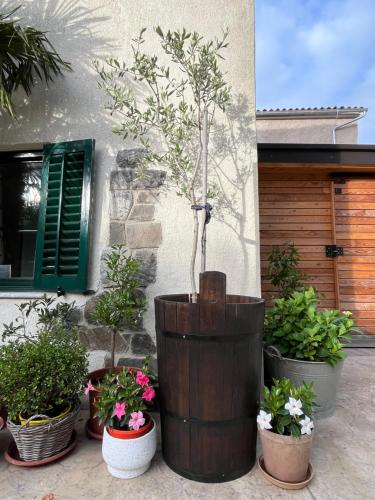 a group of potted plants in front of a building at Apartment Rozalka Vipava valley in Podnanos