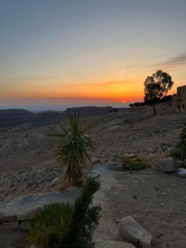 a palm tree in the middle of a desert at sunset at Hartna zaman in Taiyiba