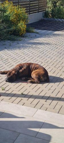 a large brown dog laying on a sidewalk at הבית על ההר בכרמל in ‘Isfiyā