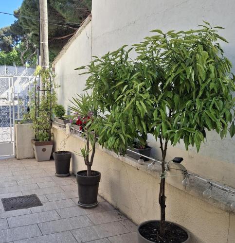 a group of potted trees in pots on a wall at Mistral Appartements in Saint-Louis-du-Rhône