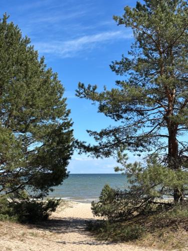 two trees on a beach near the ocean at Albatross 949 by the Sea in Ķesterciems