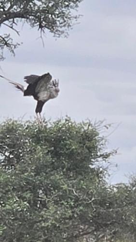 a bird perched on top of a tree at Kruger Park Lodge 243 in Hazyview