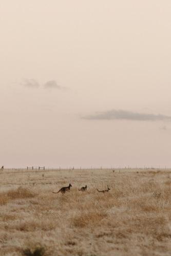 Animales en la casa vacacional o alrededores