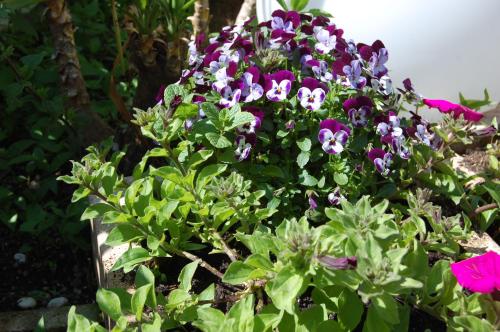 a bunch of purple and white flowers in a garden at Hotel Irene in Lignano Sabbiadoro
