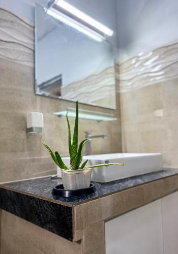a potted plant sitting on a counter in a bathroom at Aloe Serene in Negombo