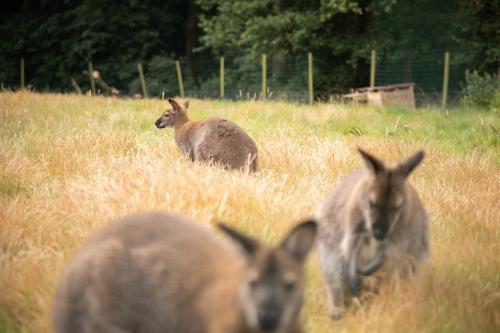 a group of animals in a field of tall grass at CHATEAU du PERRAY in Saint-Mars-du-Désert
