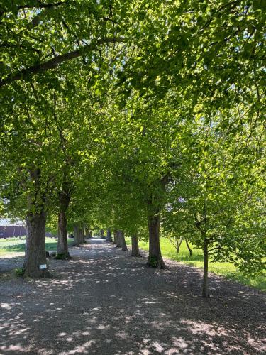 a row of trees lining a path in a park at Tiendegaarden Møns Klint in Borre