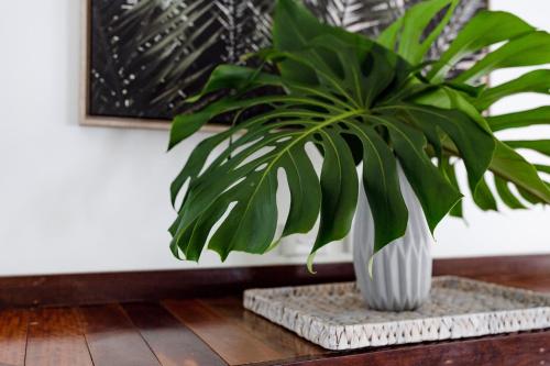 a green plant in a white vase on a table at Jungle Cubby by Coast Hosting in Terrigal