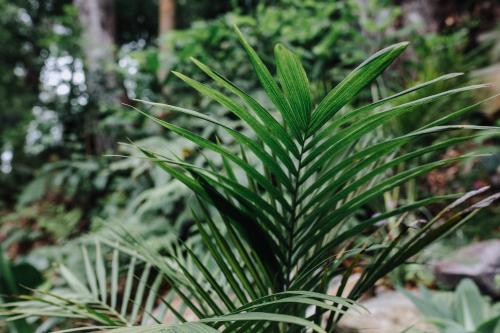 a green plant in the middle of a forest at Palm House by Coast Hosting in Terrigal