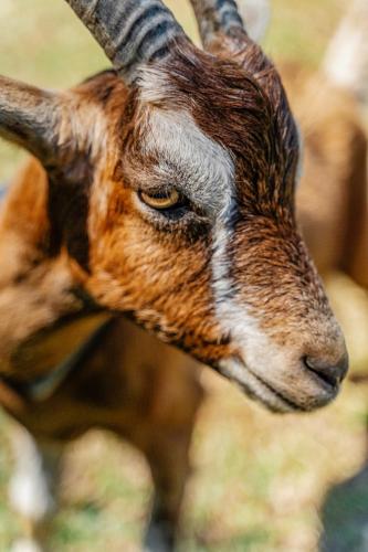 a close up of a gazelle with horns at Cosy Family Farm Stay - Daily Animal Feeding in Wamberal