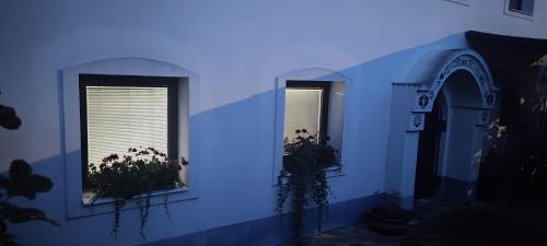 a blue room with two windows with plants in them at Ubytování U Sklepů in Kyjov