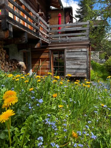 a field of flowers in front of a cabin at Grange de Fonville - Evolène - Valais in Evolène